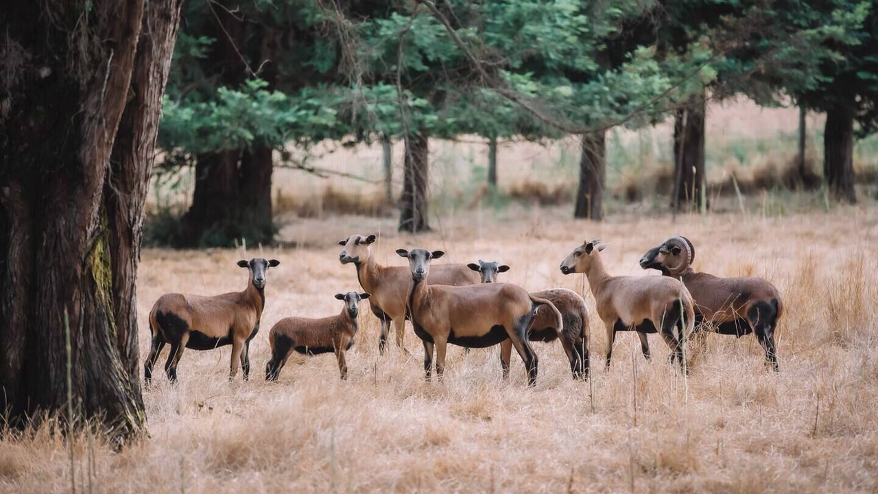 Photo of Others in Freestone