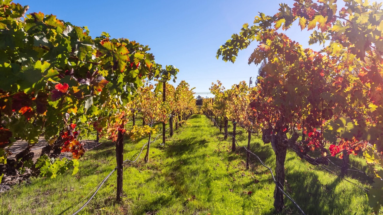 Photo of Others in Healdsburg