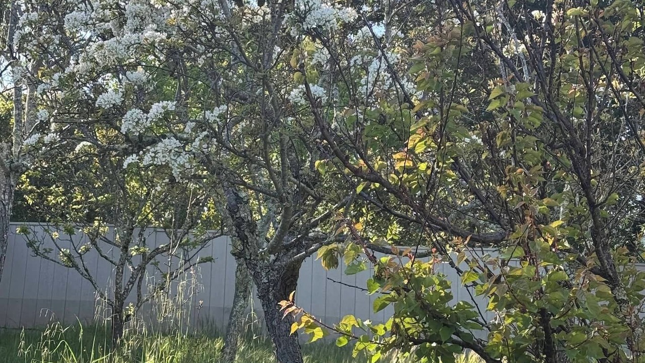 Photo of Outdoor in Woodside