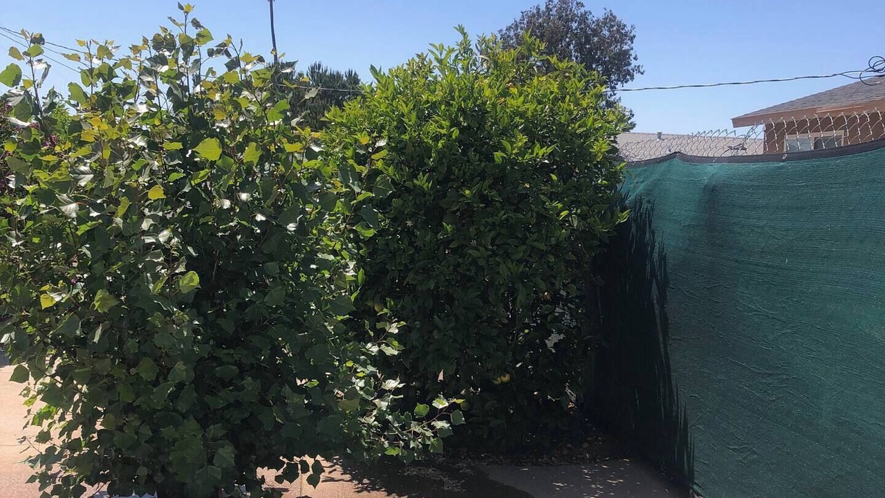 Photo of Outdoor in Orcutt
