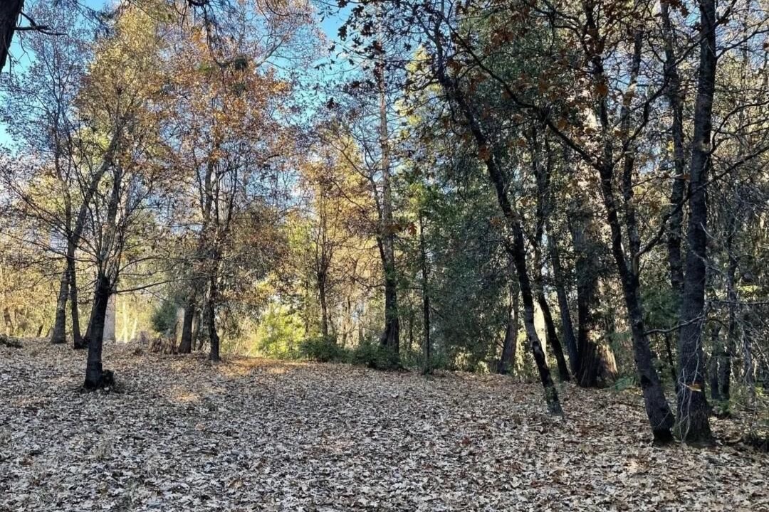 Photo of Others in Phoenix Lake-Cedar Ridge