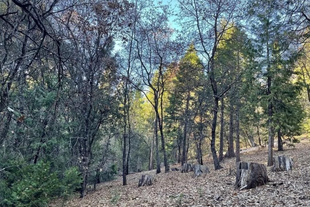 Photo of Others in Phoenix Lake-Cedar Ridge