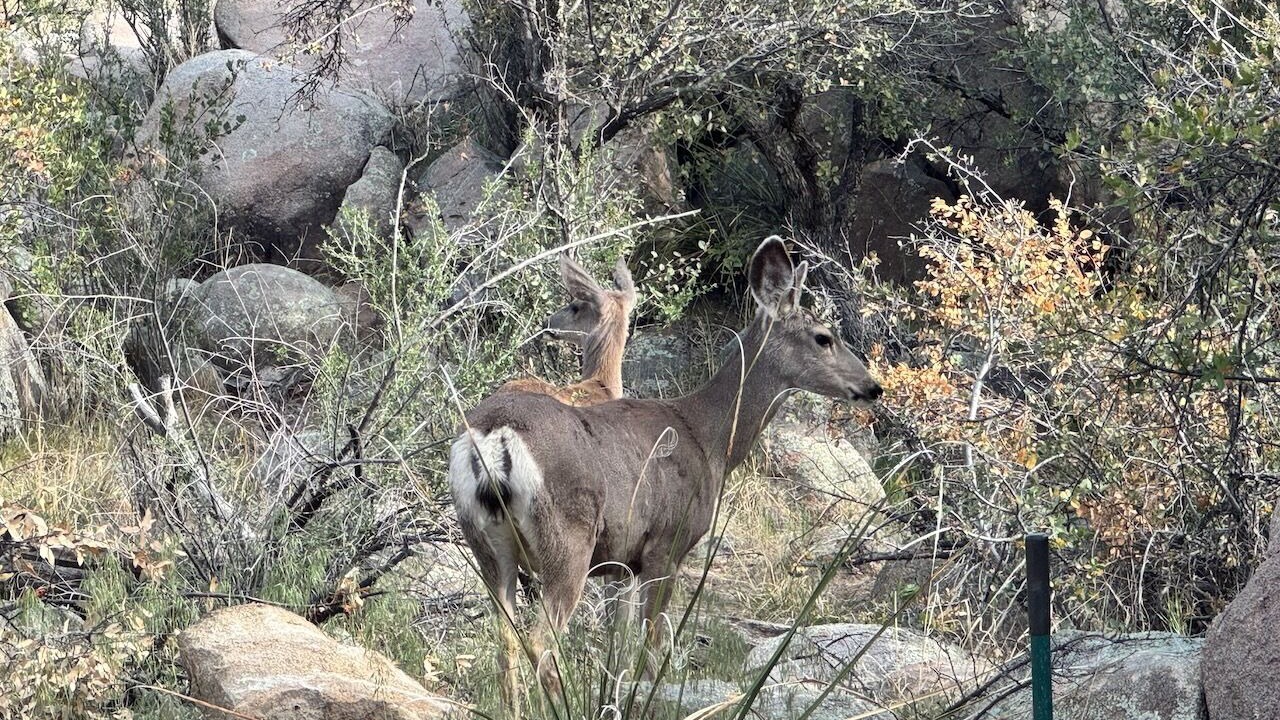 Photo of Others in Prescott