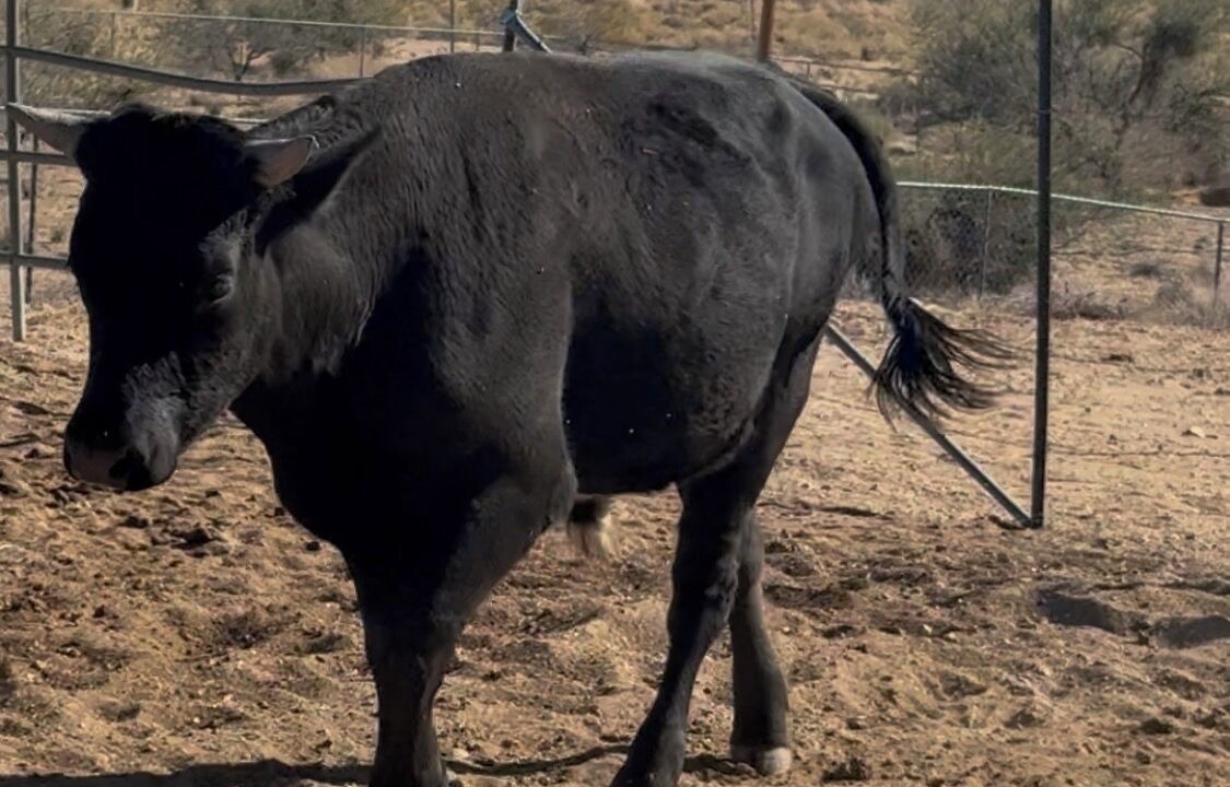 Photo of Others in Kingman