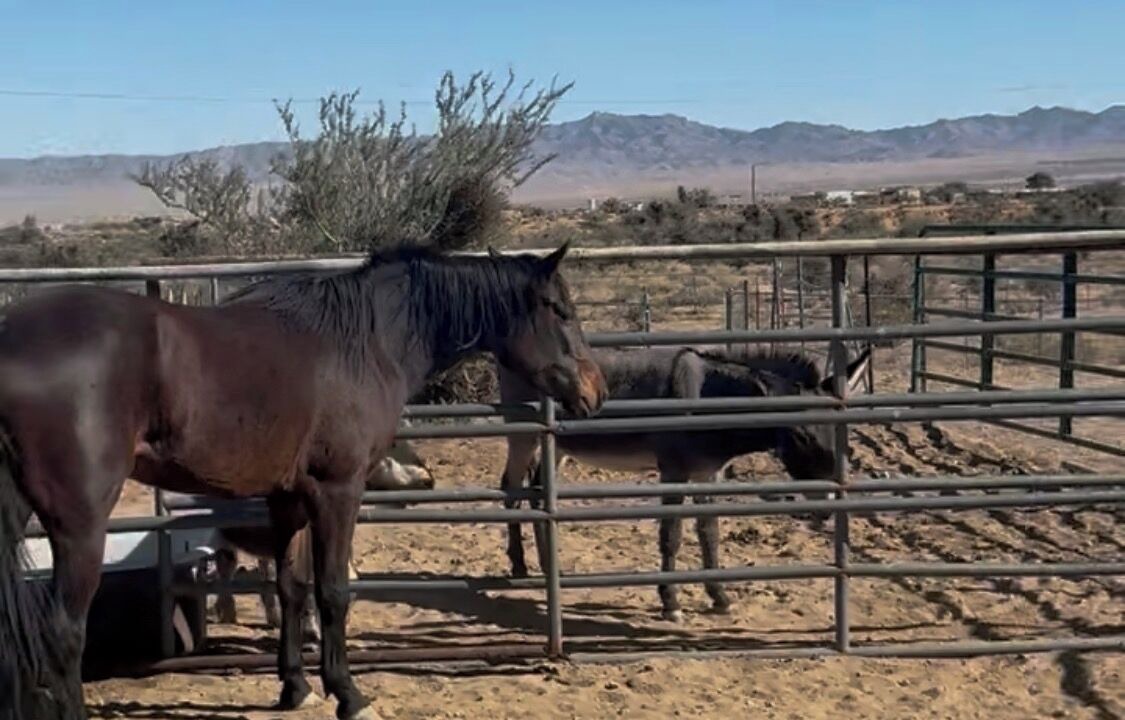 Photo of Others in Kingman