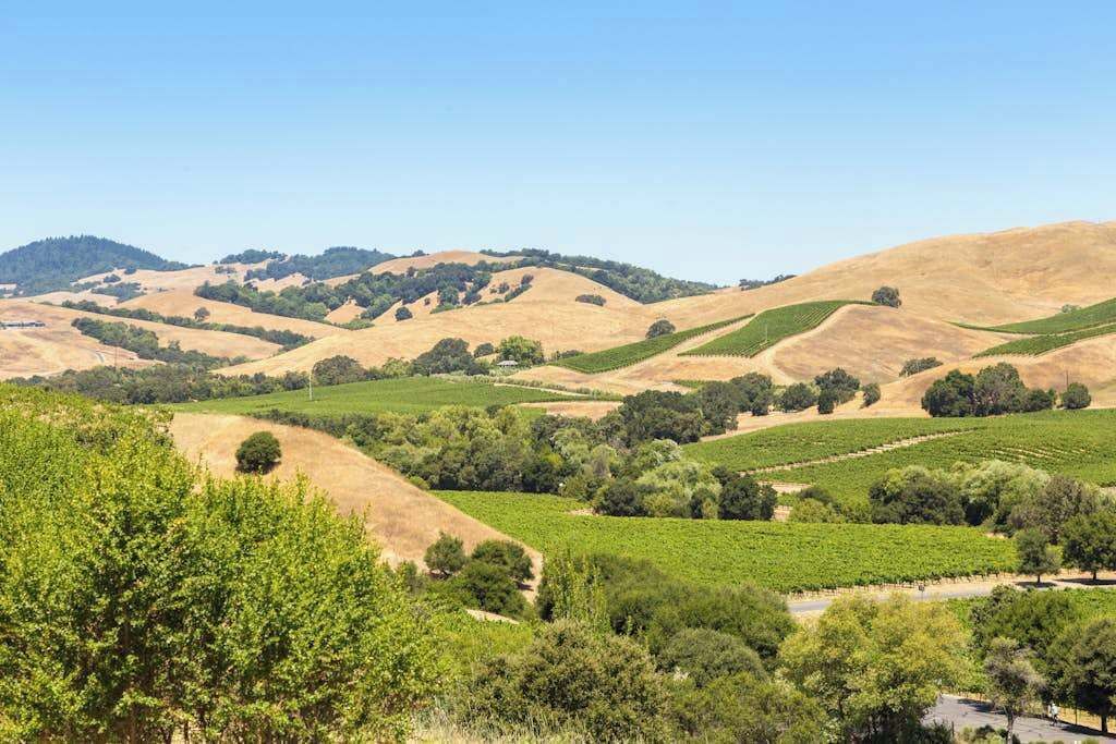 Photo of Others in Napa