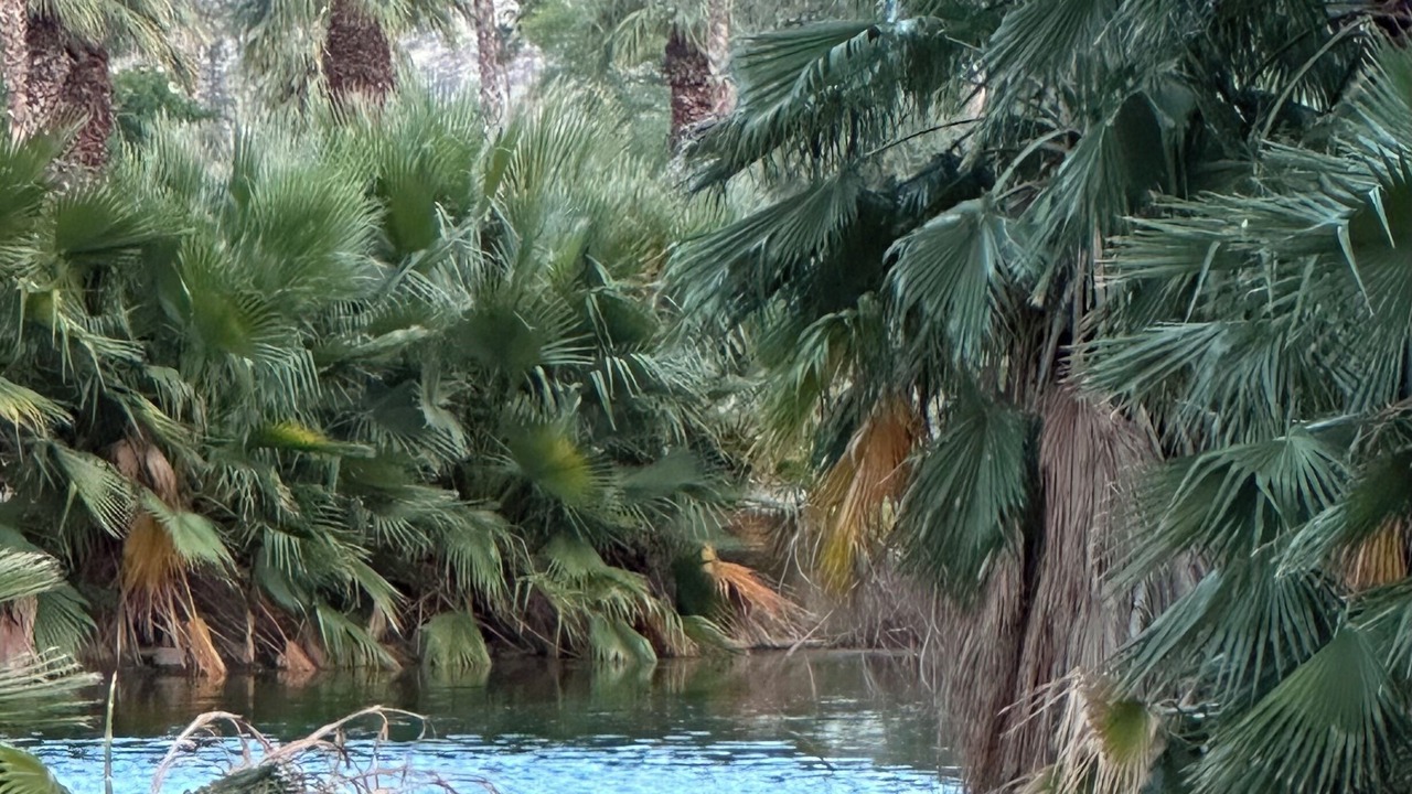 Photo of Outdoor in Palm Springs