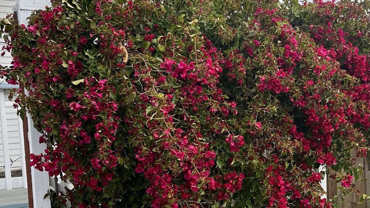 Photo of Outdoor in East Palo Alto