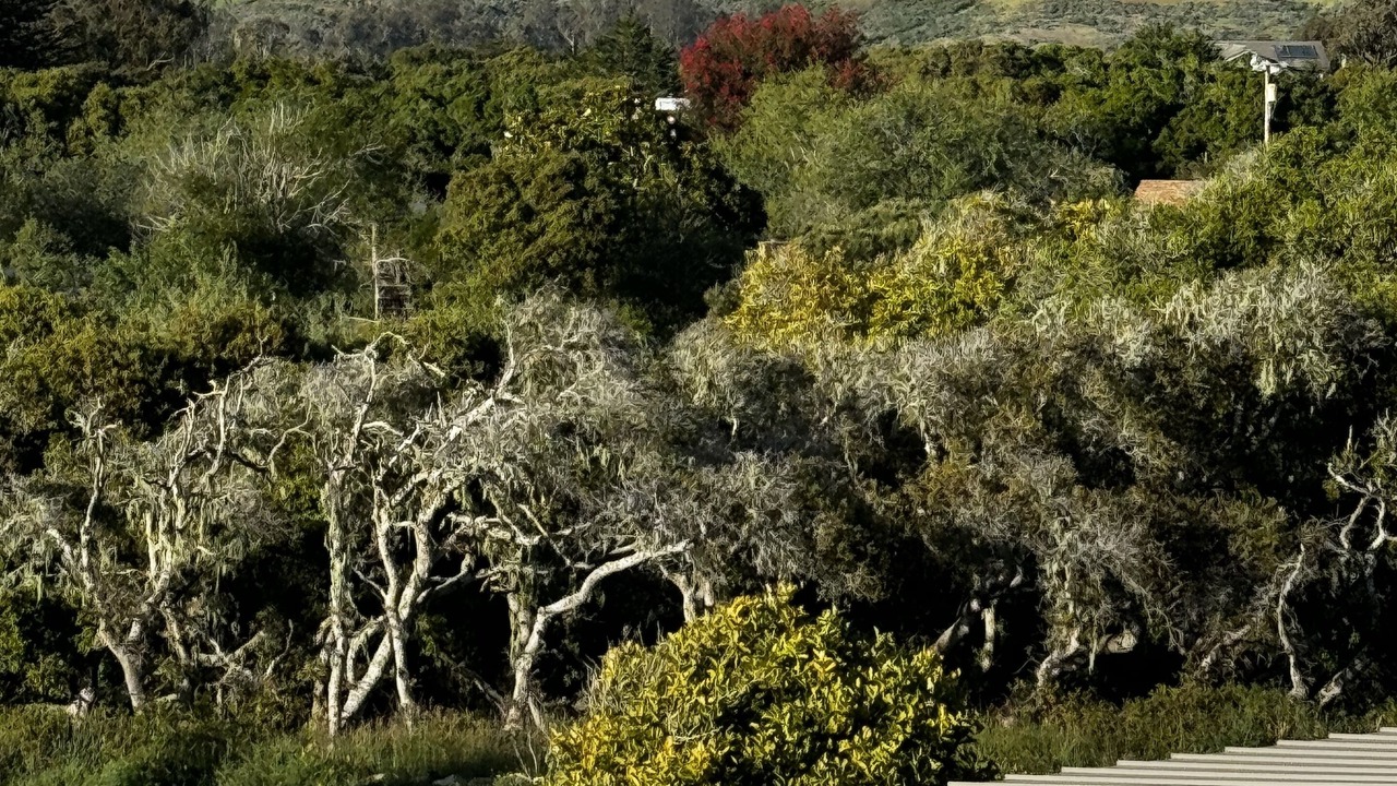 Photo of Outdoor in Baywood-Los Osos