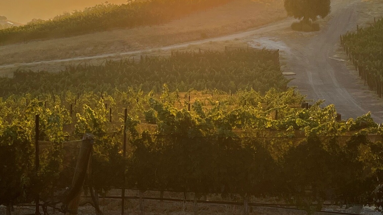 Photo of Others in Paso Robles