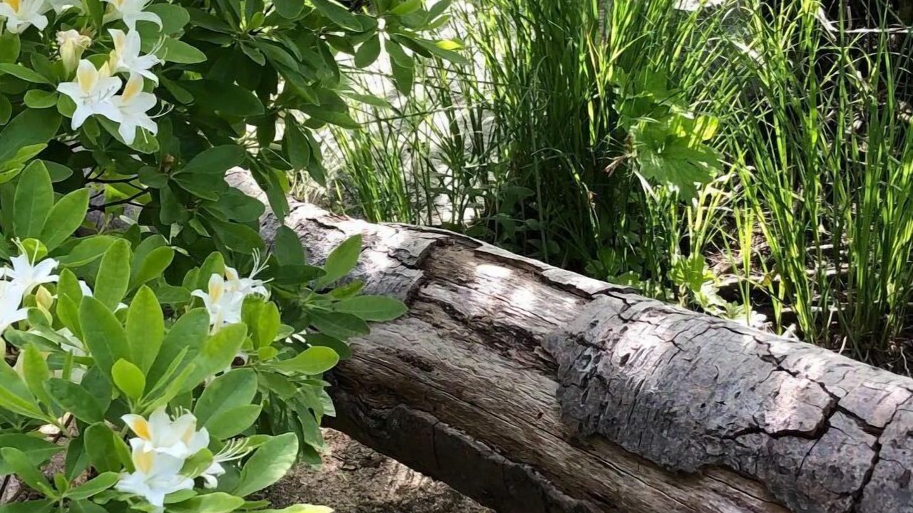 Photo of Outdoor in Cascadel Woods