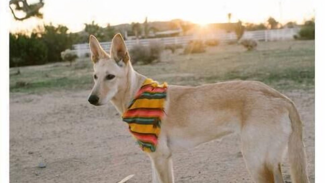 Photo of Others in Yucca Valley