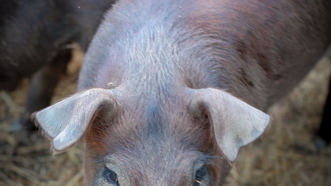 Photo of Others in Burnt Ranch
