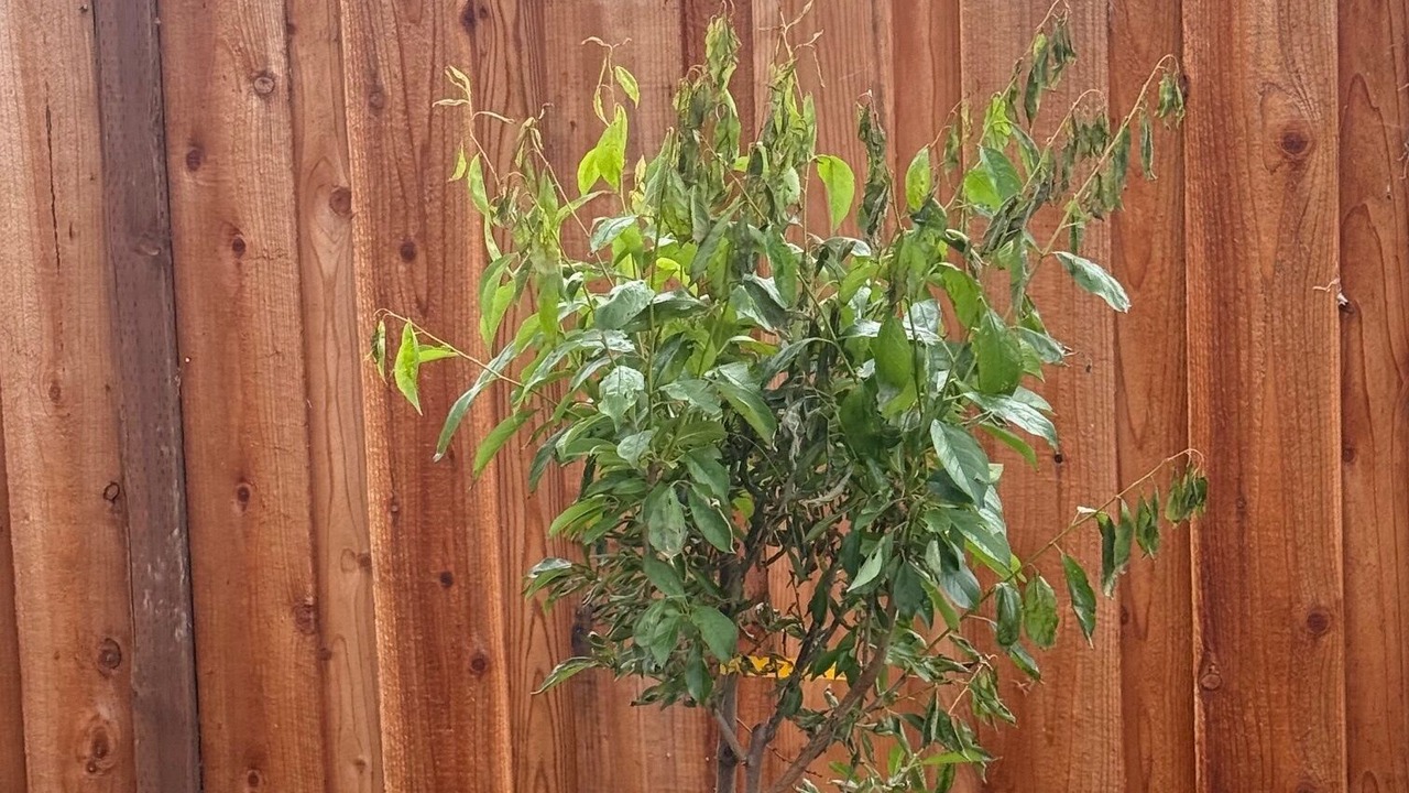 Photo of Outdoor in Tracy