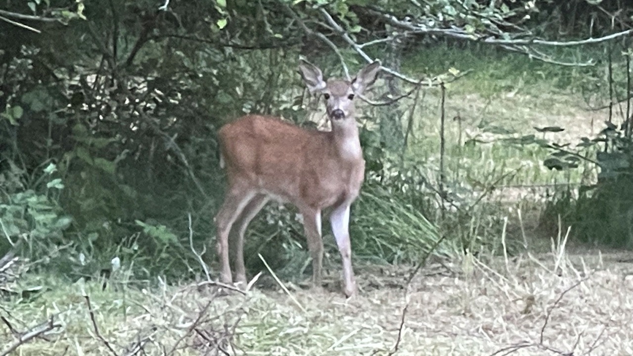 Photo of Others in Scotia