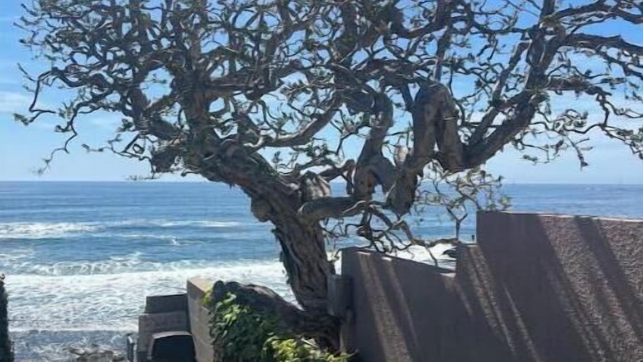 Photo of Others in Corona del Mar