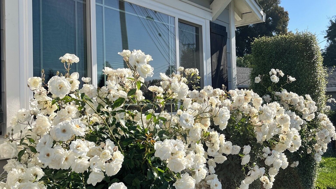 Photo of Outdoor in Concord