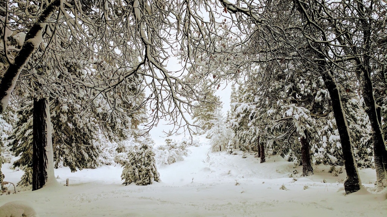 Photo of Others in Mount Shasta