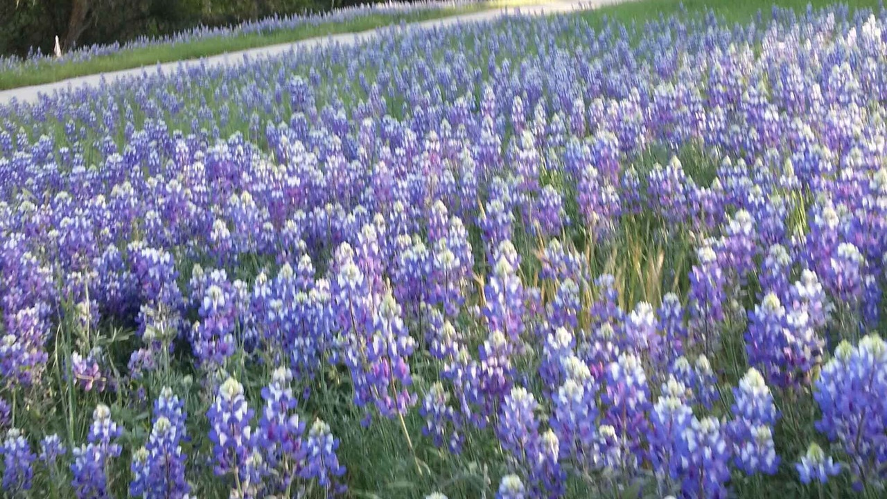 Photo of Outdoor in Templeton