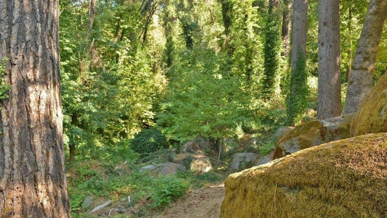 Photo of Others in Nevada City
