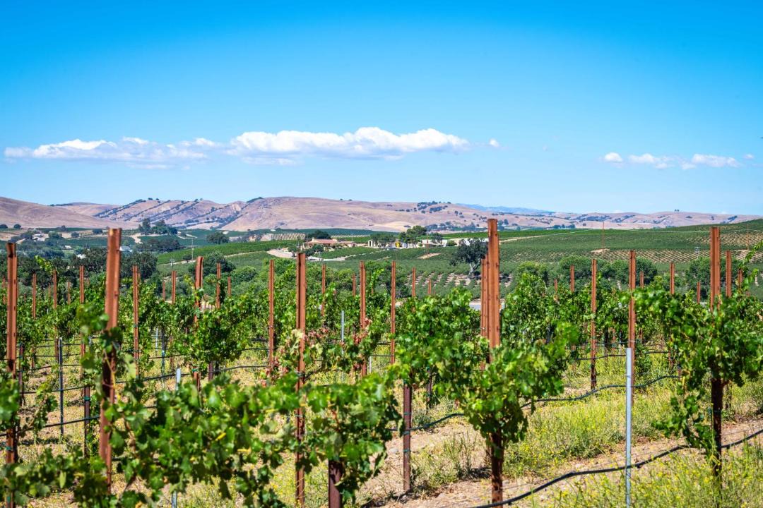 Photo of Others in Paso Robles
