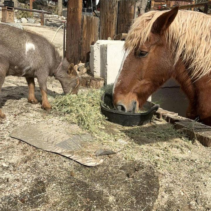 Photo of Others in Morongo Valley