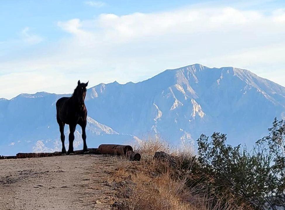 Photo of Others in Morongo Valley
