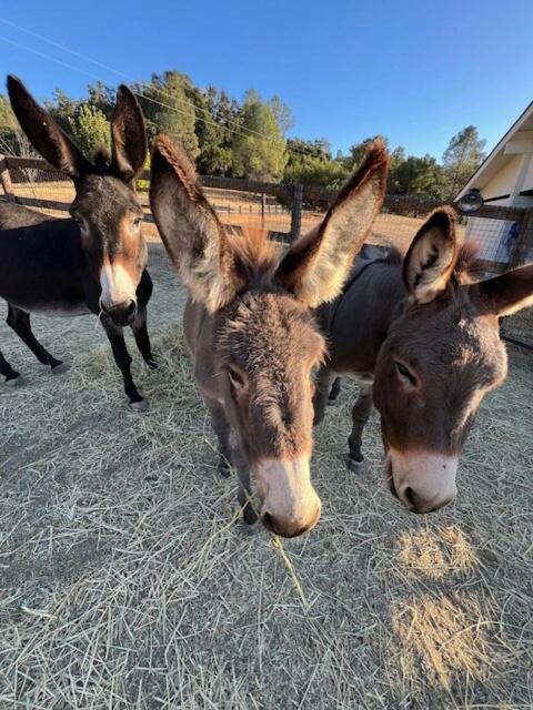 Photo of Others in Paso Robles