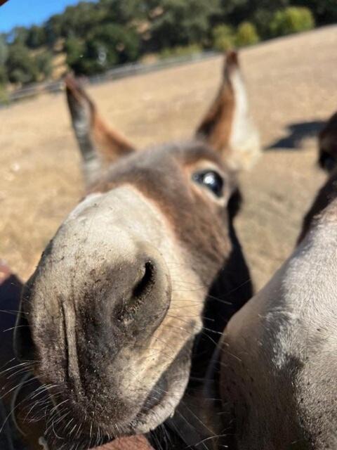 Photo of Others in Paso Robles