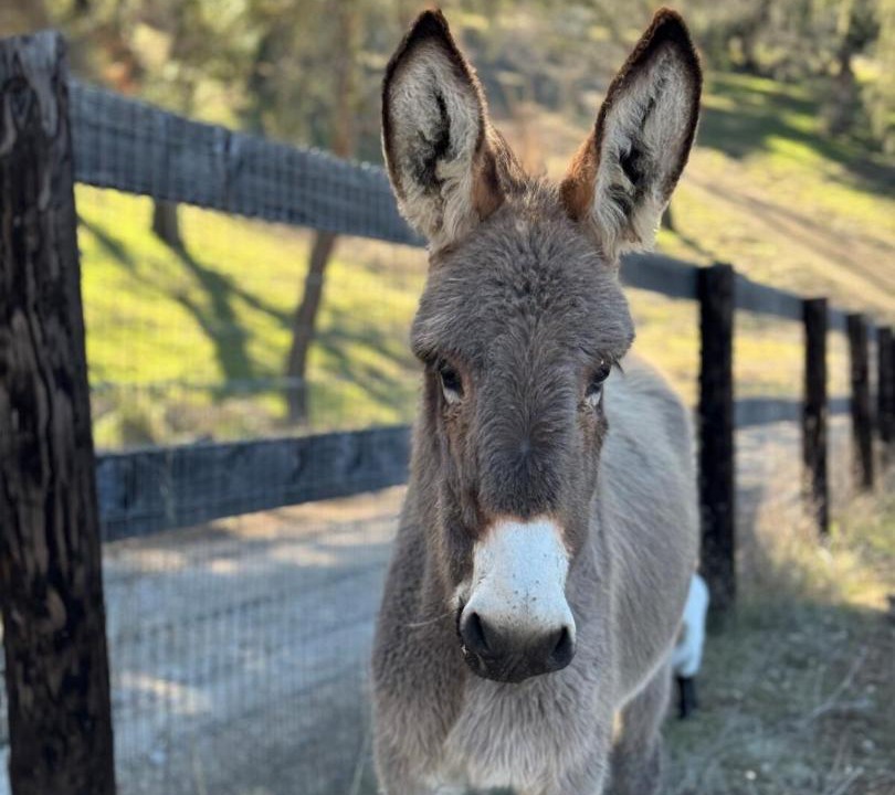 Photo of Others in Paso Robles