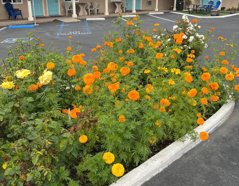 Photo of Others in Cayucos