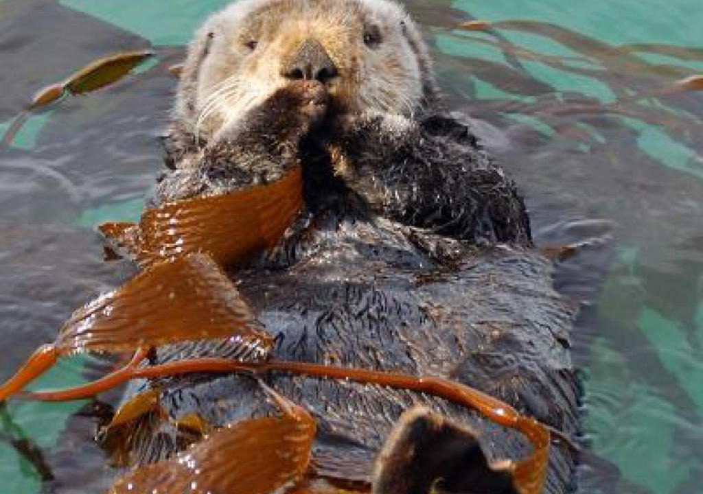 Photo of Others in Morro Bay