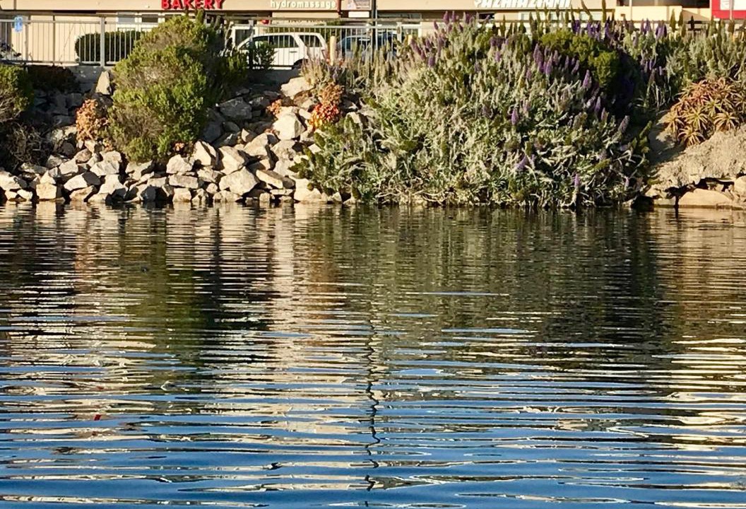 Photo of Others in Morro Bay