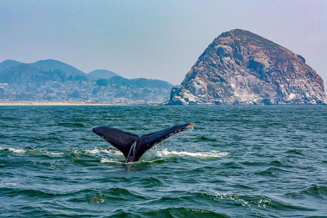 Photo of Others in Morro Bay