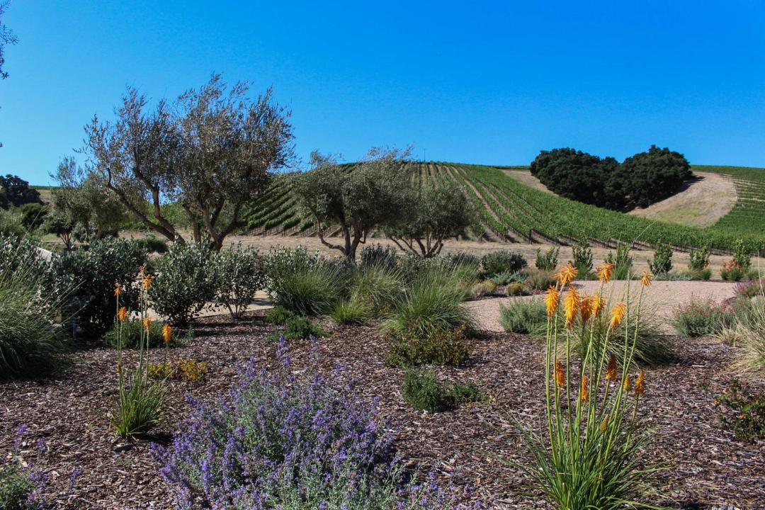 Photo of Outdoor in Cayucos