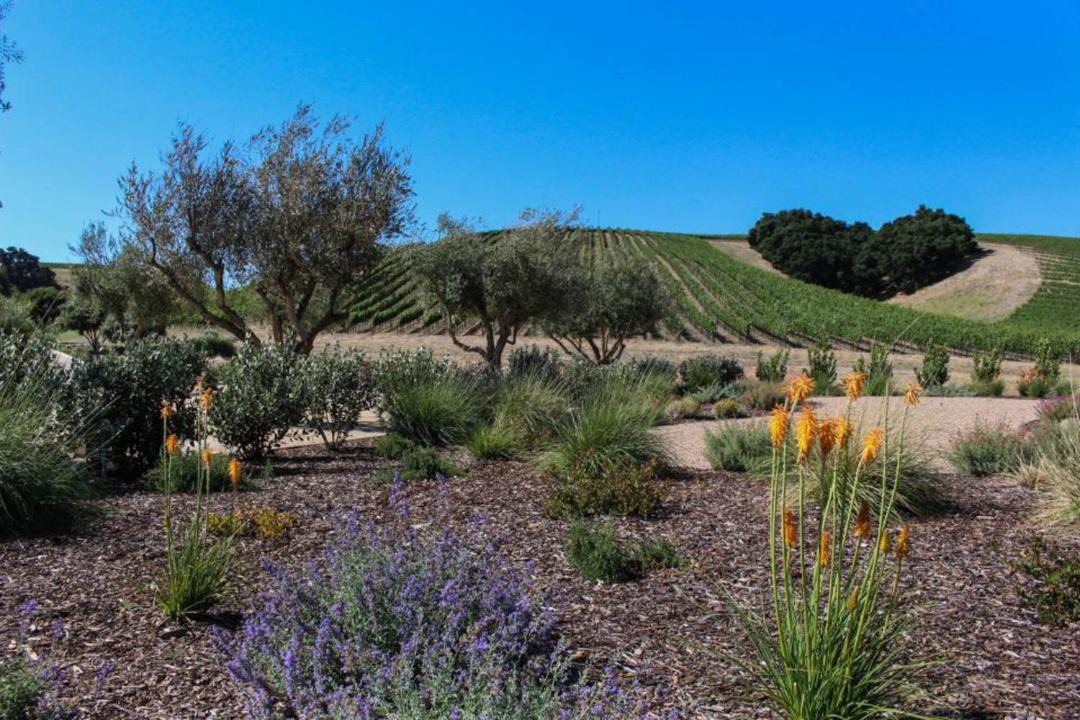 Photo of Outdoor in Cayucos