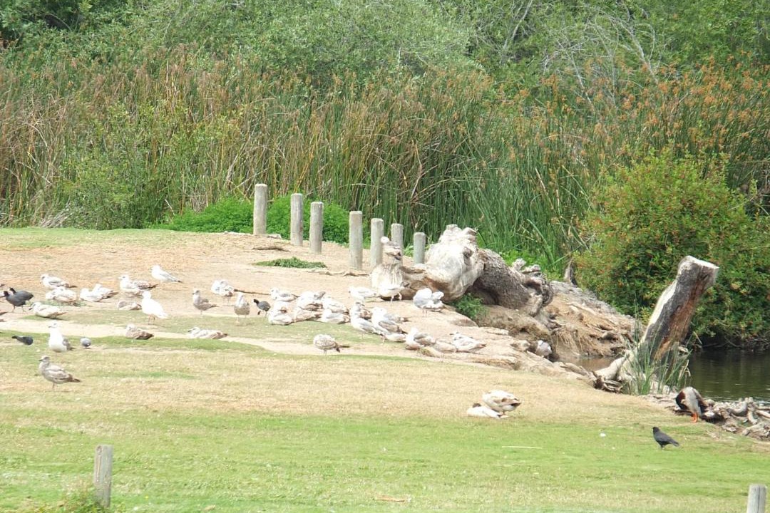 Photo of Others in Oceano