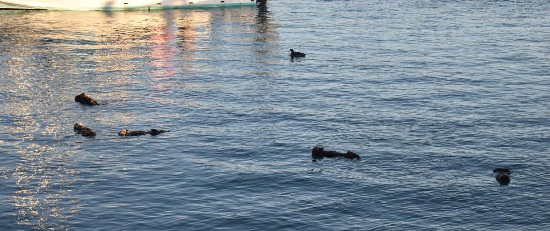 Photo of Others in Morro Bay