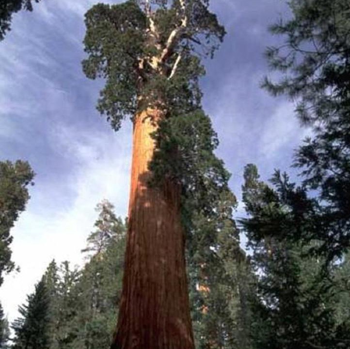 Photo of Others in Kaweah